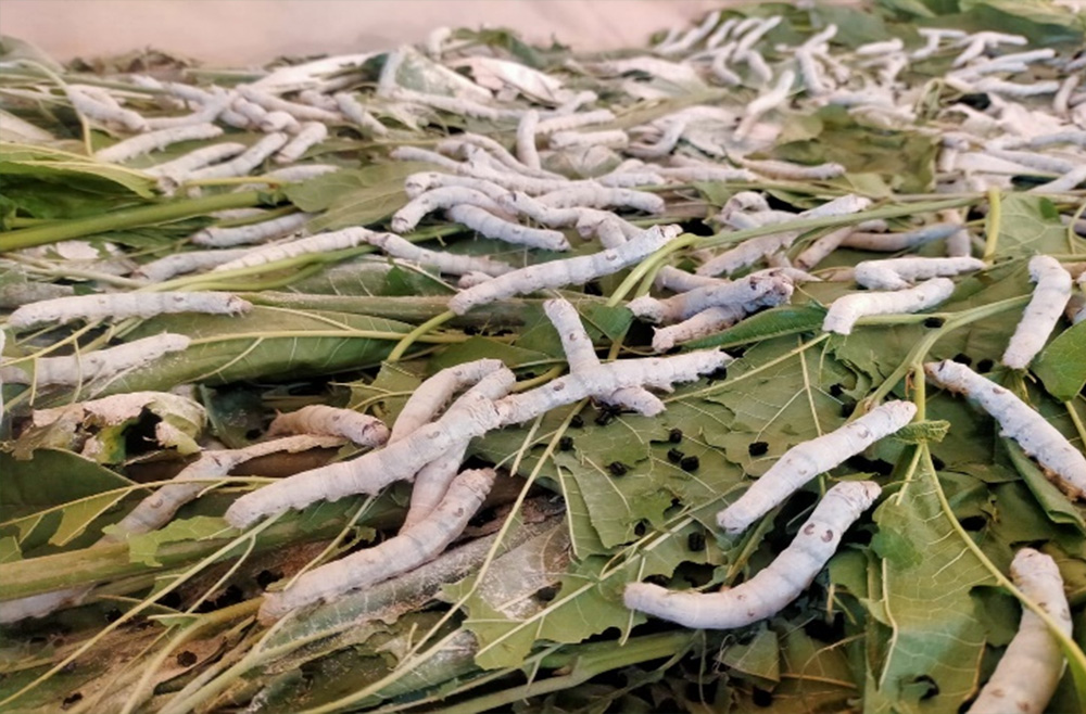 ELM-ENTO-488 (Silk Worm Cocoon Production Technology)